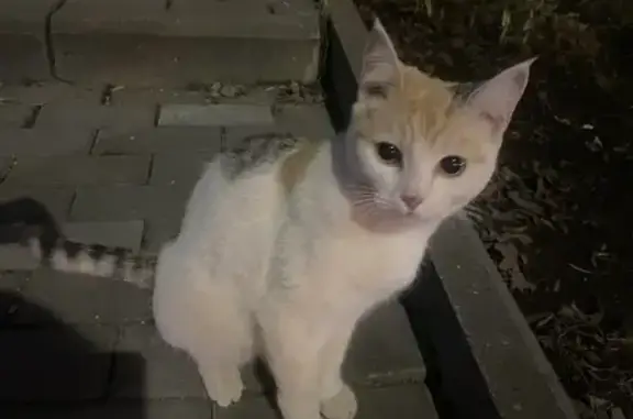 Найдена кошка, Рязань, фото: Найдена кошка, улица Горького, 17, Рязань - общительная и ищет дом