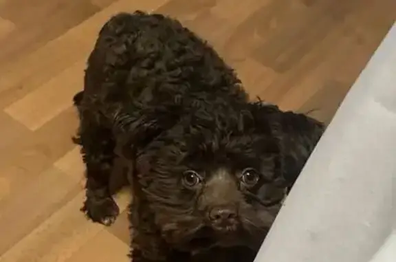 Пропал собака, Гомельская улица, Волгоград - темно-коричневый мальтипу - photo