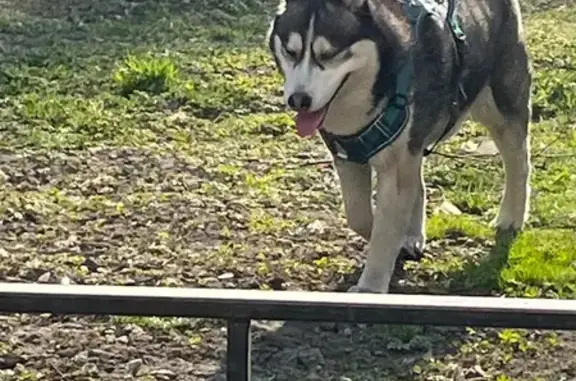 Найдена собака, Санкт-Петербург, фото: Найден пёс, проспект Народного Ополчения, 135, Санкт-Петербург - синяя шлейка