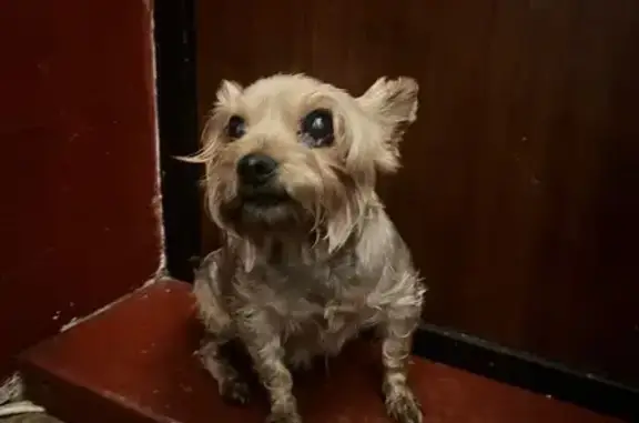 Объявления о пропавших и найденных животных, Уфа, фото: Найдена собака, женская, улица Александра Невского, 32А, Уфа