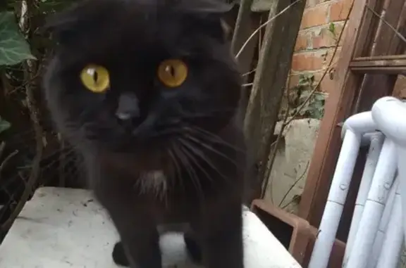 Найдена кошка, Краснодар, фото: Найдена кошка, Северная улица, Краснодар - черная вислоухая