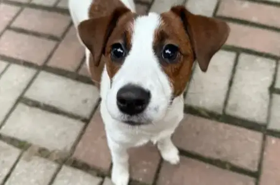 Пропала собака, Вокзальная улица, 35/5, Видное - Джек Рассел терьер, окрас маски и 3 пятна - photo