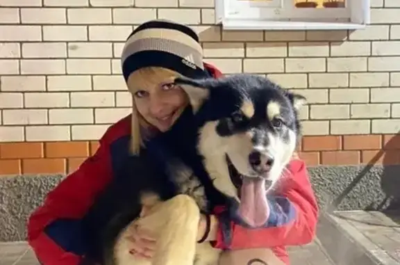 Пропал собака, улица Некрасова, 27, городской округ Тамбов - маламут, большой, но добрый - photo