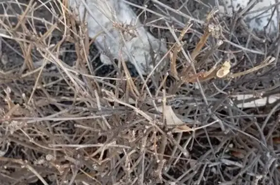 Объявления о пропавших и найденных животных, Самара, фото: Найдена кошка, Ново-Садовая улица (дублёр), 287, Самара - серая дымчатая с полосками