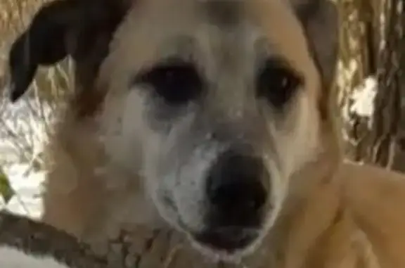 Пропала собака, женская, Вижайская улица, Пермь - рыжая, мордочка седая - photo