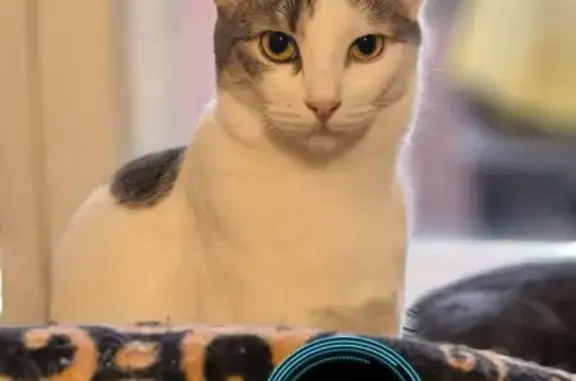 Пропала кошка, женский пол, 1-й Карьерный переулок, 2А, Самара - photo