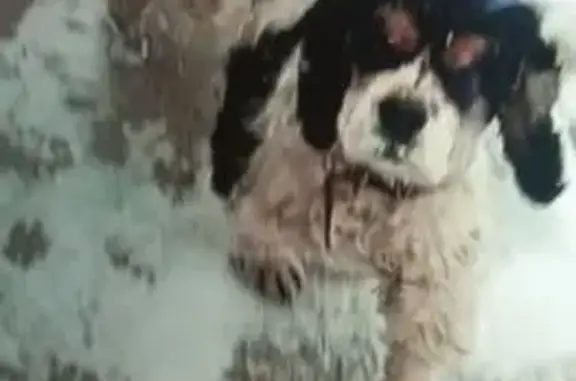 Пропала собака, Пустораменка, Тверь - американский кокер спаниель - photo