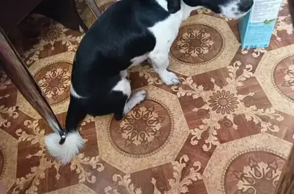 Найденные животные Амурск, фото: Найдена собака, Комсомольский проспект, 85, городское поселение Амурск