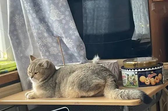 Пропала кошка, улица Борисовские Пруды, 14 к4, Москва - photo