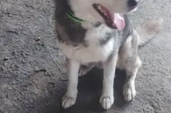 Найдена собака, Краснодар, фото: Найден собака, улица Леваневского, 193, Краснодар - молодой хаски с голубыми глазами