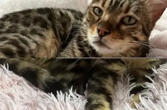 Пропала кошка, улица Коннова, Белозерки - photo