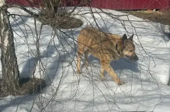 Пропала собака, Центральная улица, 11, Фёдоровка - овчароид с черным кожаным ошейником - photo