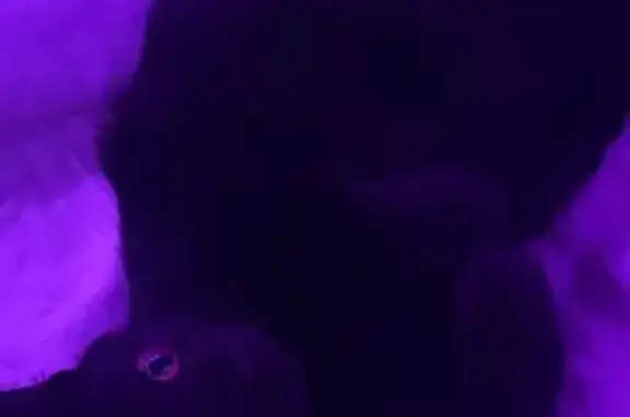 Объявления о пропавших и найденных животных, Воронеж, фото: Пропала кошка, улица 232-й Стрелковой Дивизии, Воронеж - черная с янтарными глазами