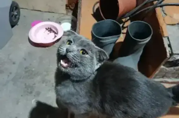 Найденные животные Курск, фото: Найдена кошка женского пола, 4-я Кислинская улица, 70, городской округ Курск - похожа на британскую породу