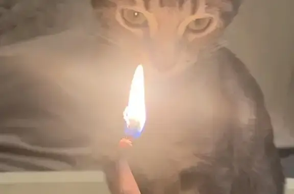 Пропала кошка, улица Сикейроса, Санкт-Петербург - photo