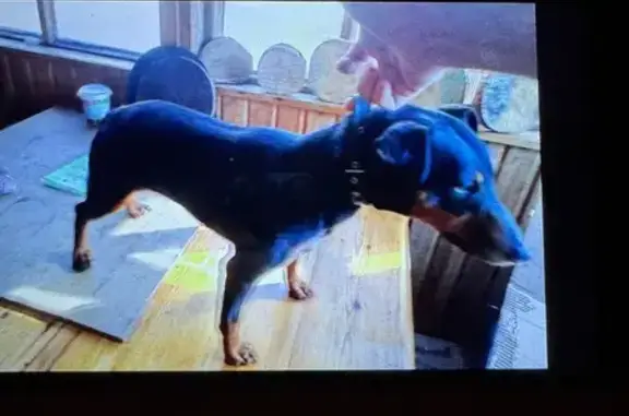 Найдена собака, Юрьевецкое, фото: Найден собака, улица 40 лет ВЛКСМ, 15, Юрьевецкое - черный окрас, хвост купирован