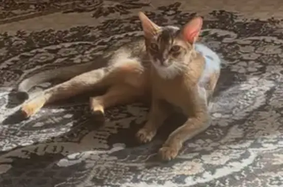 Пропала кошка, улица Авиаконструктора Миля, 4 к1, Москва - photo