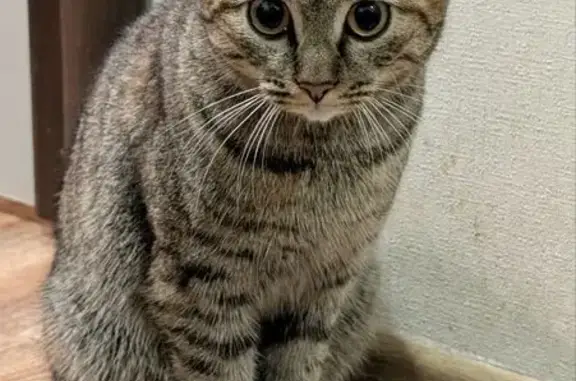 Найдена кошка, Краснодар, фото: Найдена кошка, Восточно-Кругликовская улица, 22, Краснодар - ласковая и контактная