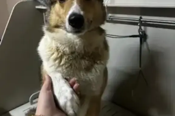 Пропала собака Мальчик, Киров (rl1160850) - photo