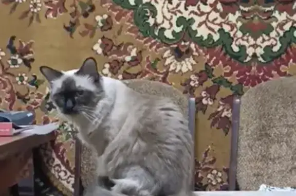 Пропала кошка, шоссе Нефтяников, 65, Краснодар - photo