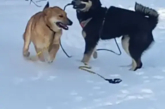 Пропала собака, девочка, Советская улица, Нижняя Тура - откликается на кличку Герда - photo