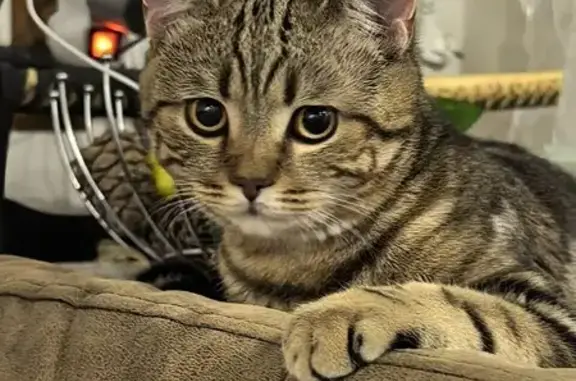 Пропала кошка, улица Анатолия Гладкова, 25Б, Красноярск - photo