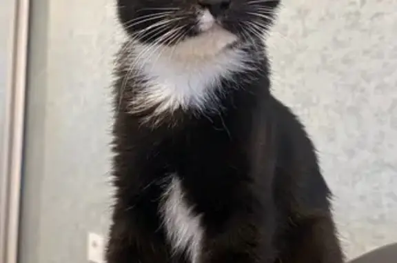 Пропал кот, 3-й Аварийный переулок, 8, Донецк - чёрно-белый - photo