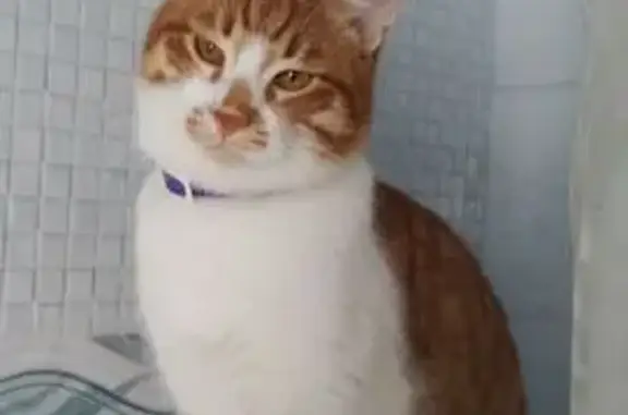 Объявления о пропавших и найденных животных, Астрахань, фото: Пропал кот, Артельная улица, 70, Астрахань - рыжий с белым окрасом