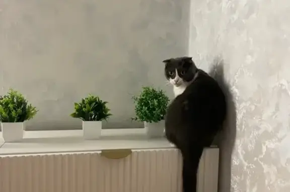 Пропала кошка, улица Конституции, 16Б, Киров - белая с серым окрасом - photo