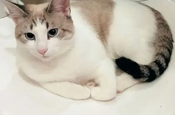 Пропала кошка, Лазоревый проезд, 15 с2, Москва - photo