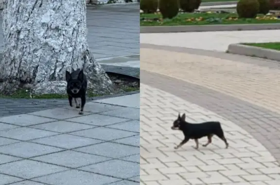 Пропала собака Девочка, Лабинск (rl1160873) - photo