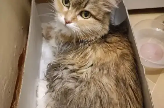 Объявления о пропавших и найденных животных, Пермь, фото: Найдена кошка, бульвар Гагарина, 107/3, Пермь - добрая и ласковая