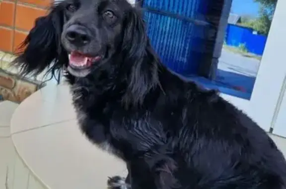 Пропала собака, Тихий переулок, 23, Краснодар - photo