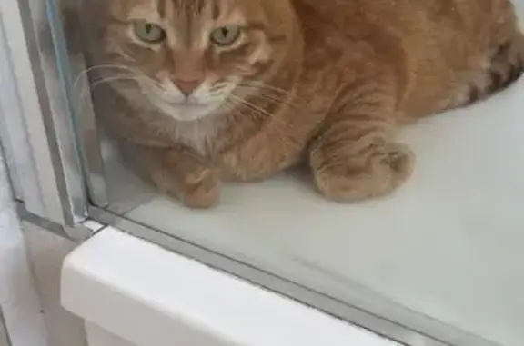 Пропала кошка Мальчик, Мыс (rl1160878) - photo