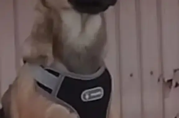 Пропала собака, улица Ленина, 96, Кострома - photo