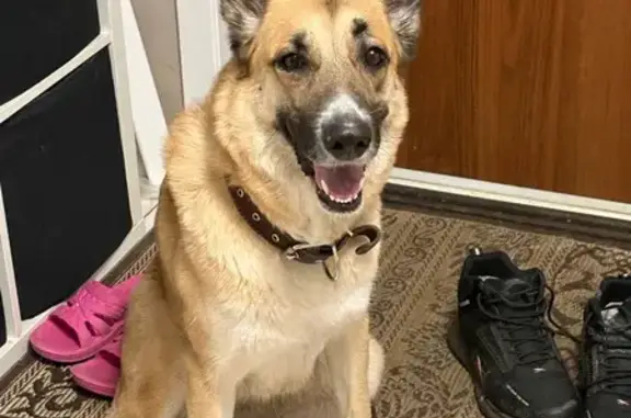 Пропала собака, 14-я линия, 846, Мгинское - рыжая с белым пятном на носу - photo