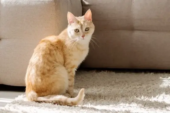 Пропала кошка, улица Калинина, Челябинск - светло-рыжий, полосатый - photo