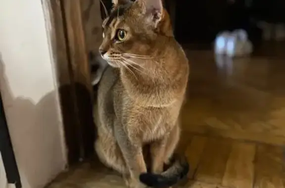 Пропала кошка, улица Грибоедова, 31, Сочи - photo