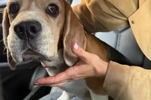 Найдена собака, Нижний Новгород, фото: Найден бигль, Казанский съезд, Нижний Новгород - на вид 9-10 лет