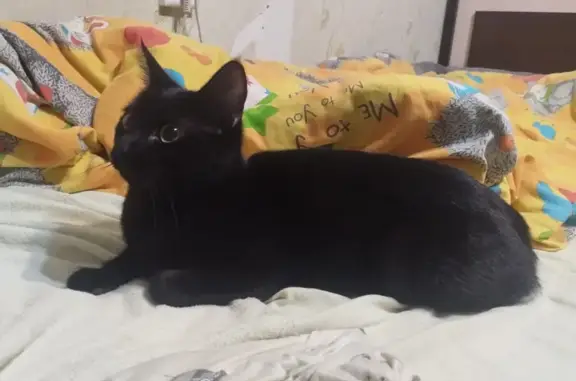 Найденные животные Ставрополь, фото: Найдена кошка, женская, Октябрьская улица, 186/4, Ставрополь - молоденькая и ласковая