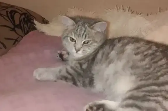 Потерянные животные Балаково, фото: Пропала кошка, улица Розы Люксембург, Балаково - серая, ласковая, откликается на Мурку