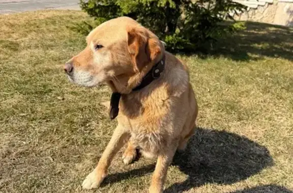 Найденные животные Псков, фото: Найдена собака, Октябрьский проспект, 12, Псков - возможно, потерялась