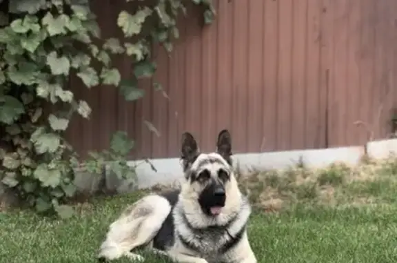 Пропала собака, 1-я Котельная улица, 61, Таганрог - photo