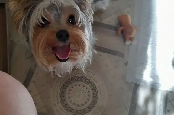 Объявления о пропавших и найденных животных, Кемерово, фото: Найден йорк, Космическая улица, Кемерово - подстрижен и кастрирован