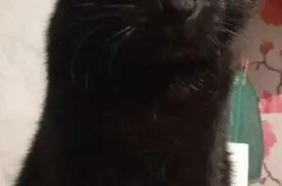 Кошки потеряшки, Чита, фото: Потеряшка кошка, Молоковский тракт, Чита - чёрная Багира