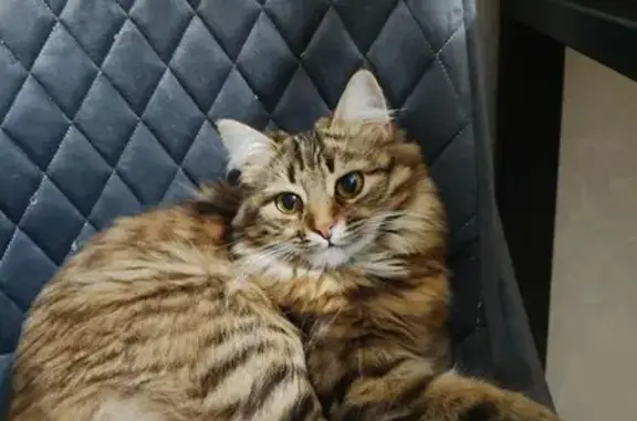 Пропала кошка, Приморская улица, 18А, Каспийск - photo