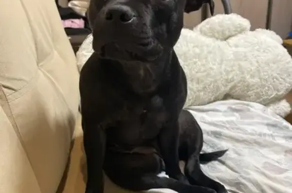 Пропала собака, Запорожская улица, 3, Новокузнецк - чёрный булли с розовым ошейником - photo