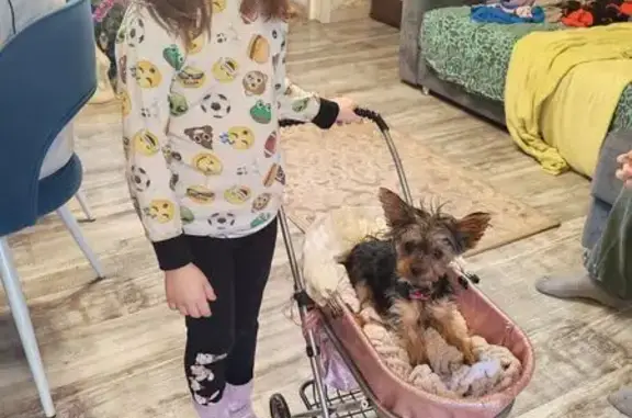 Пропала собака, Р-298, Воронеж - йоркширский терьер, женский пол - photo