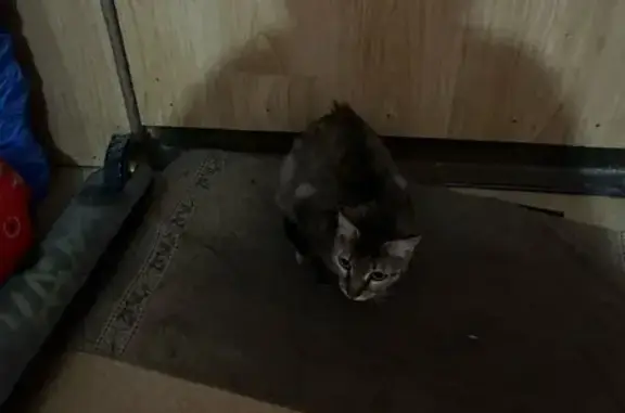 Найденные животные Новокузнецк, фото: Найдена кошка, улица Кирова, 65, Новокузнецк