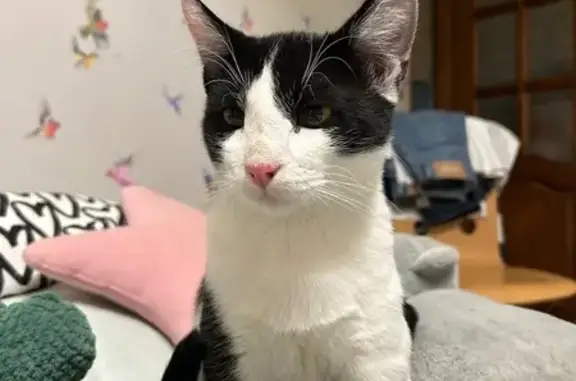 Пропал кот, улица Лермонтова, 22, Ярославль - черно-белый, кастрированный - photo